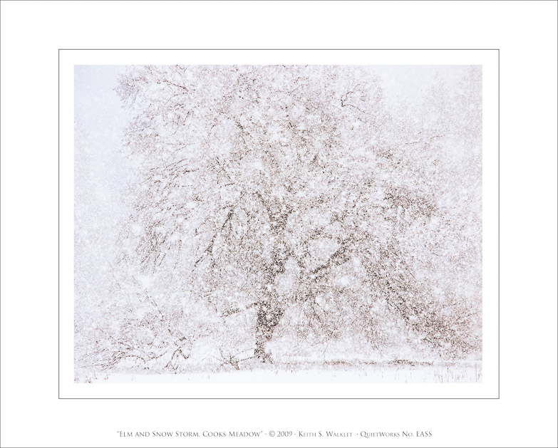 Elm and Snow Storm, Cooks Meadow, 2009
