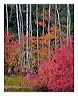 dwaa_5x7_shup_(new)