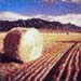 Idahoharvest 1212 shu#1A1AE