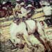 WLBB 1212 SHUPiphoto 6x6
