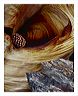 bpac_5x7_shup