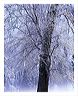 frok_8x10_iview_5x7_gs