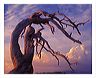 jpth_8x10_iview_5x7_gs_5x_7