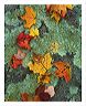 laml_8x10_iview_5x7_gs_5x_7