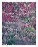 rbok_8x10_iview_5x7_gs