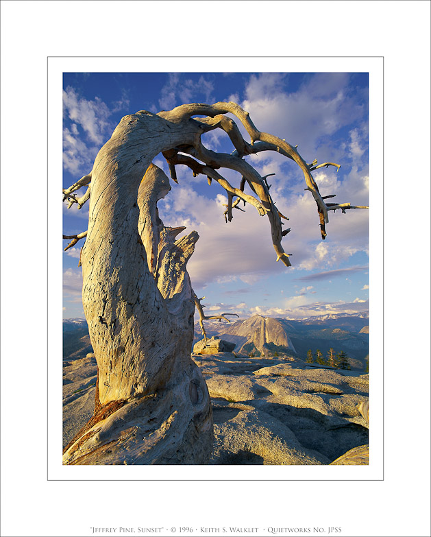 Jeffrey Pine, Sunset, 1996