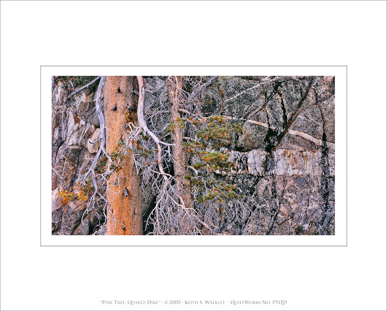 Pine Tree, Quartz Dike, 2005