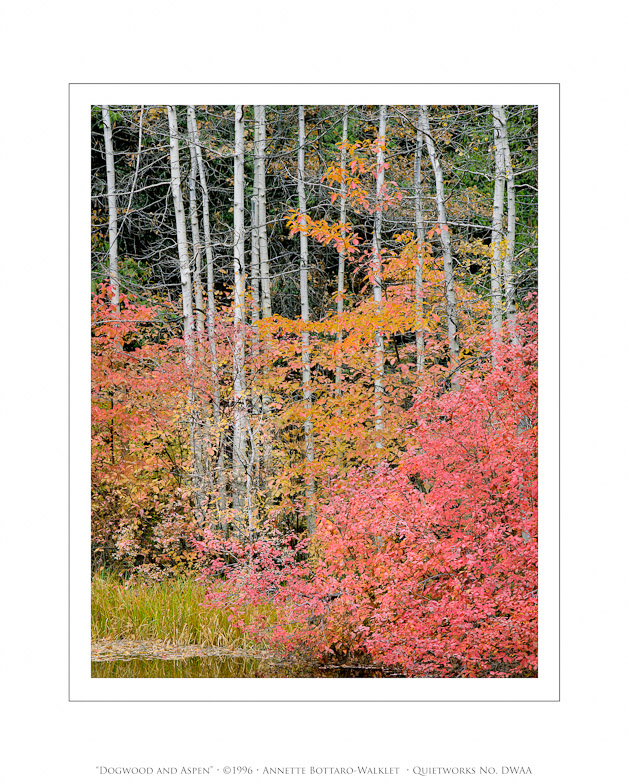 Dogwood and Aspen, 1996
