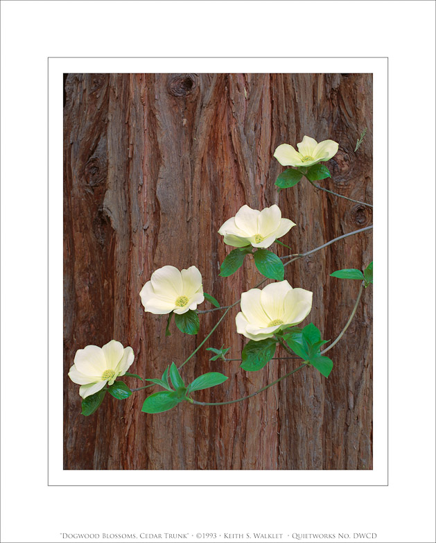 Dogwood Blossoms, Cedar Trunk, 1993