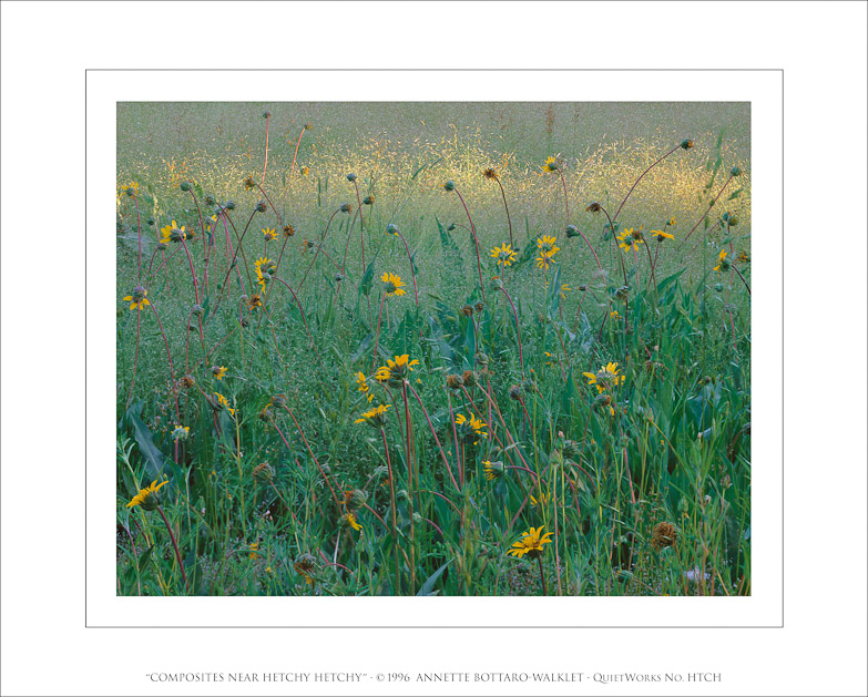 Composites Near Hetch Hetchy, 1996