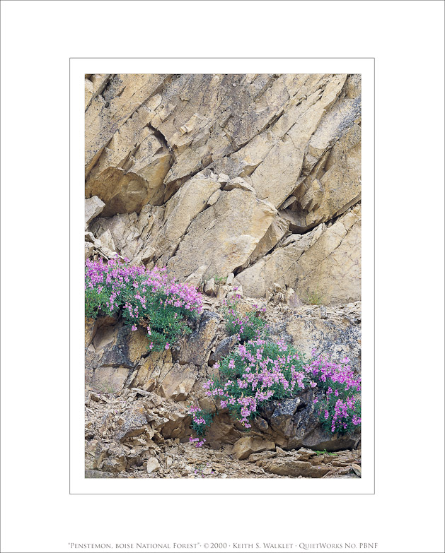 Penstemon, Boise National Forest, 2000