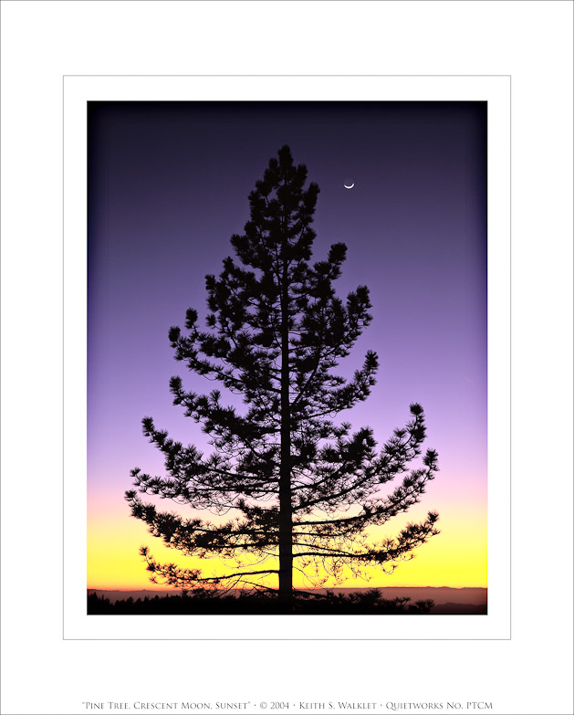 Pine Tree, Crescent Moon, Sunset, 2004