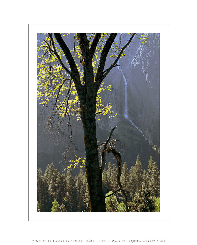 Sentinel Fall and Oak, Spring, 2006