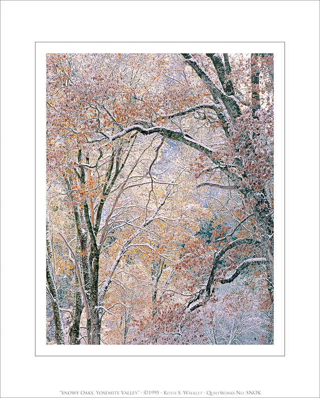 Snowy Oaks, Yosemite Valley, 1995
