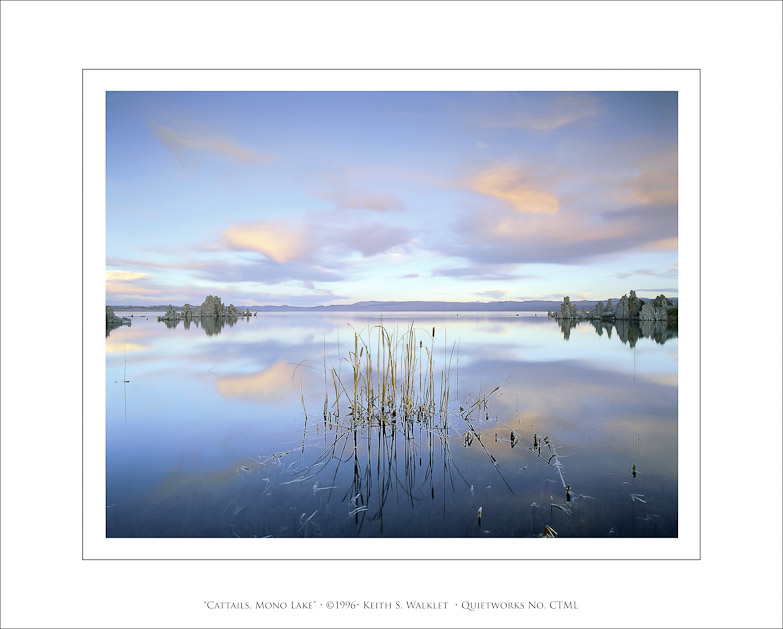 Cattails, Mono Lake, 1996