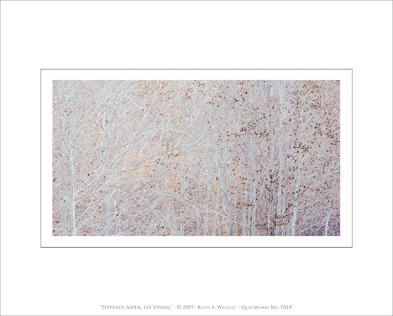 Peppered Aspen, Lee Vining, 2009
