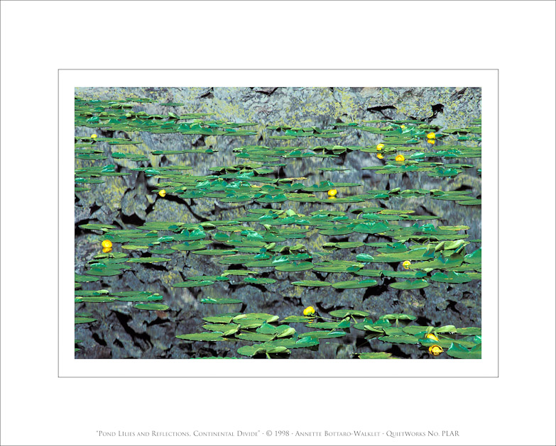 Pond Lilies and Reflections, Continental Divide, 1998