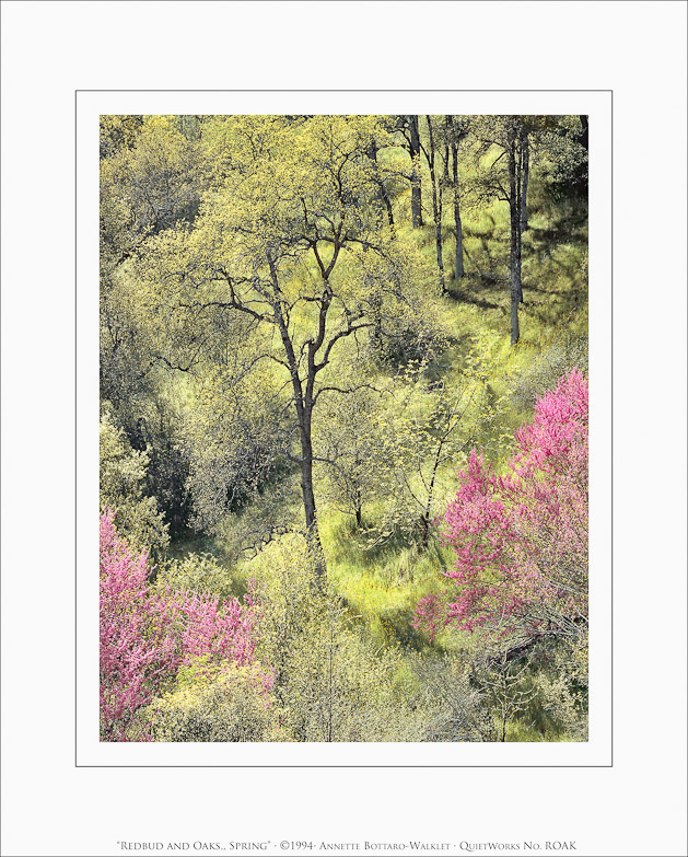 Redbud and Oak, Spring, 1994