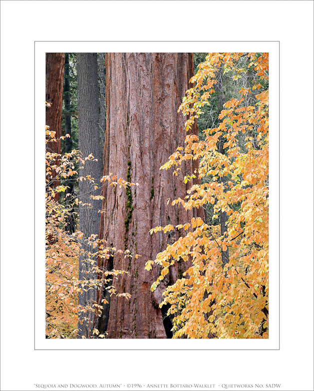 Sequoia and Dogwood, Autumn, 1996