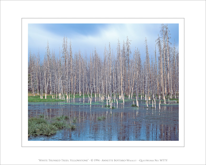 White Trunked Trees, Yellowstone, 1994