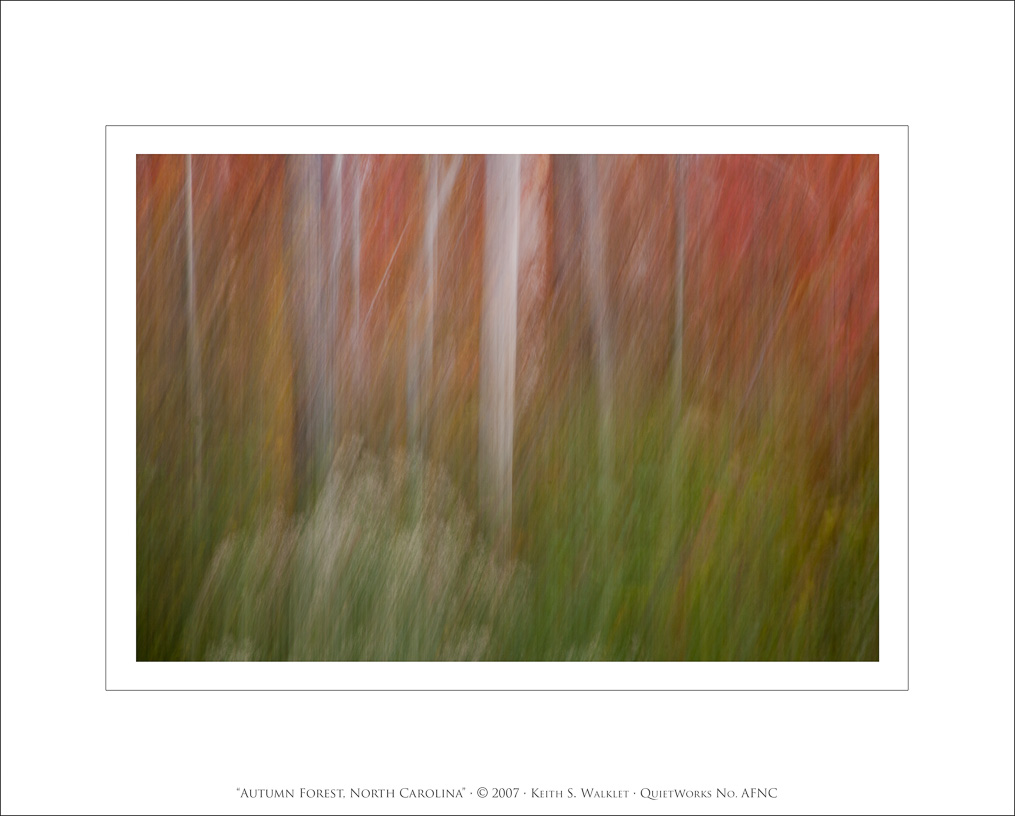 Autumn Forest, North Carolina, 2007