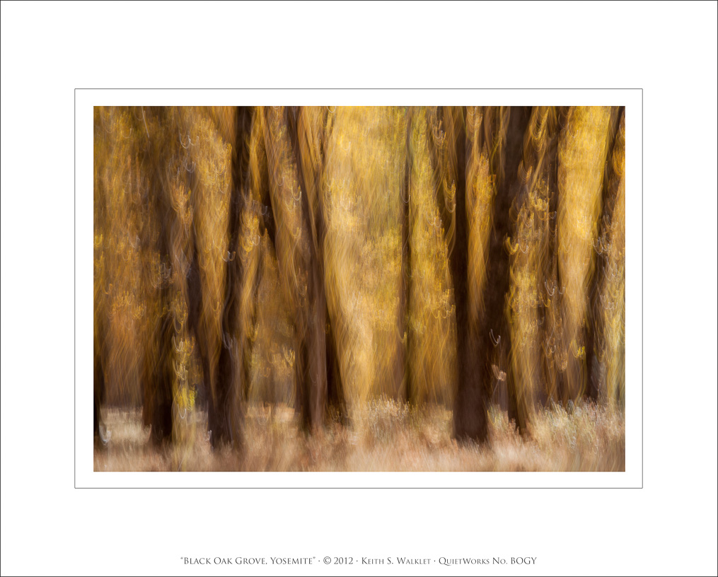 Black Oak Grove, Yosemite, 2012