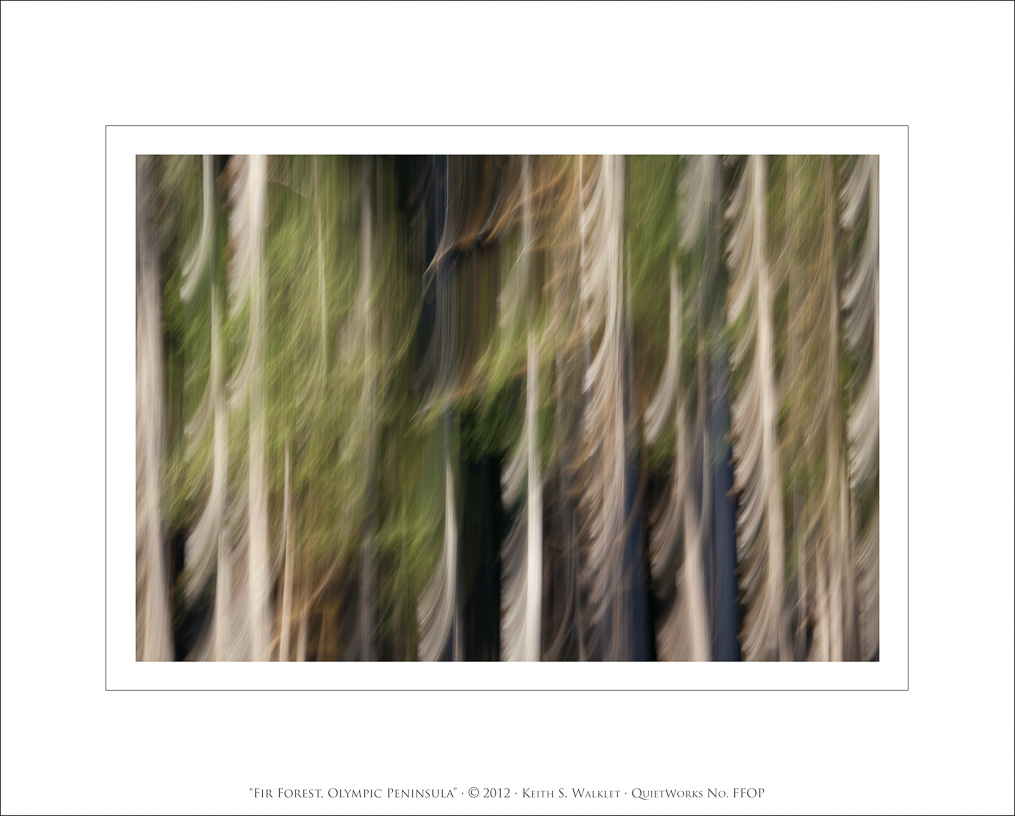Fir Forest, Olympic Pensinsula, 2012