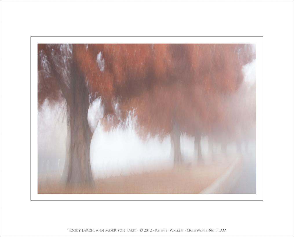 Foggy Larch, Ann Morrison Park, 2012