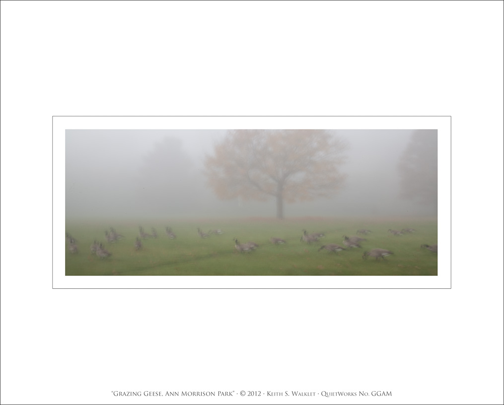 Grazing Geese, Ann Morrison Park, 2012