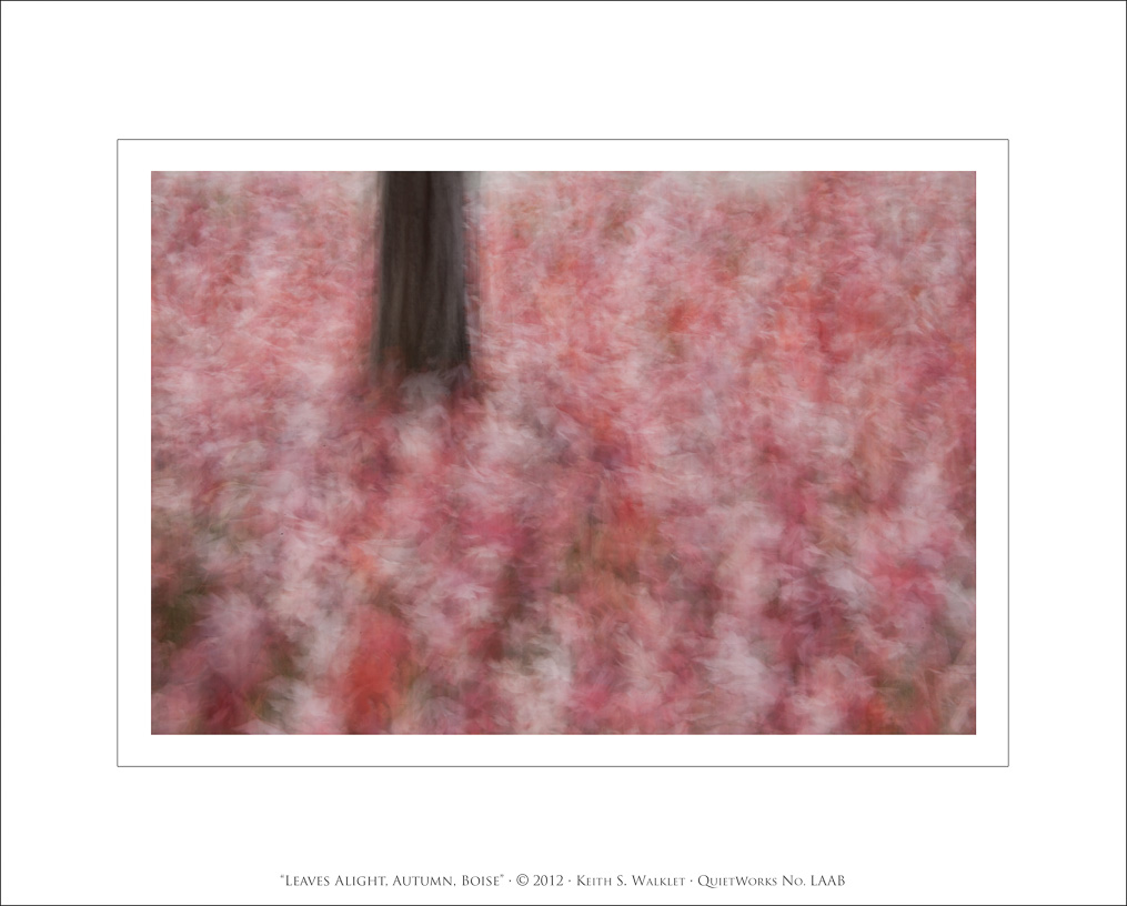 Leaves Alight, Autumn, Boise, 2012