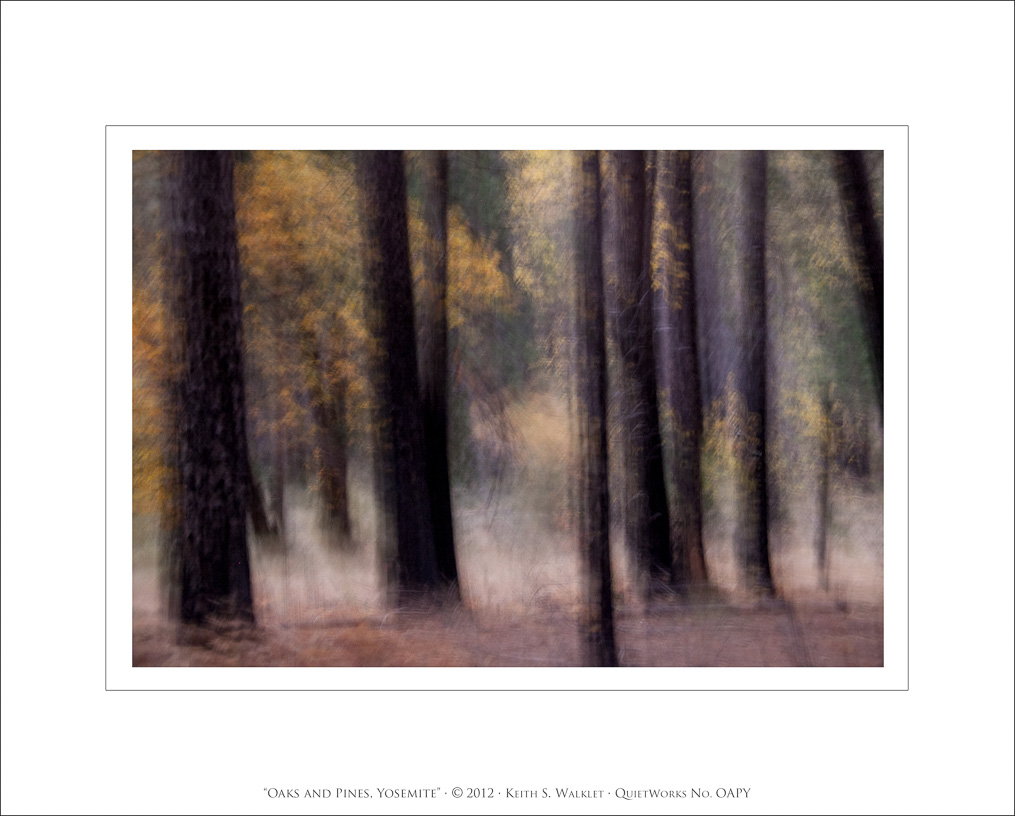 Oaks and Pines, Yosemite, 2012