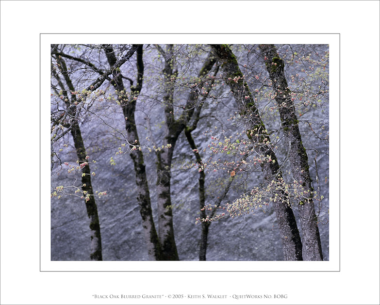 Black Oak and Blurred Granite, 2005