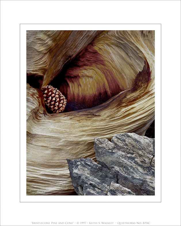 Bristlecone Pine and Cone, 1997