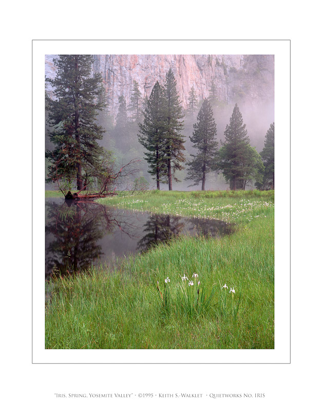 Iris, Spring, Yosemite Valley, 1995