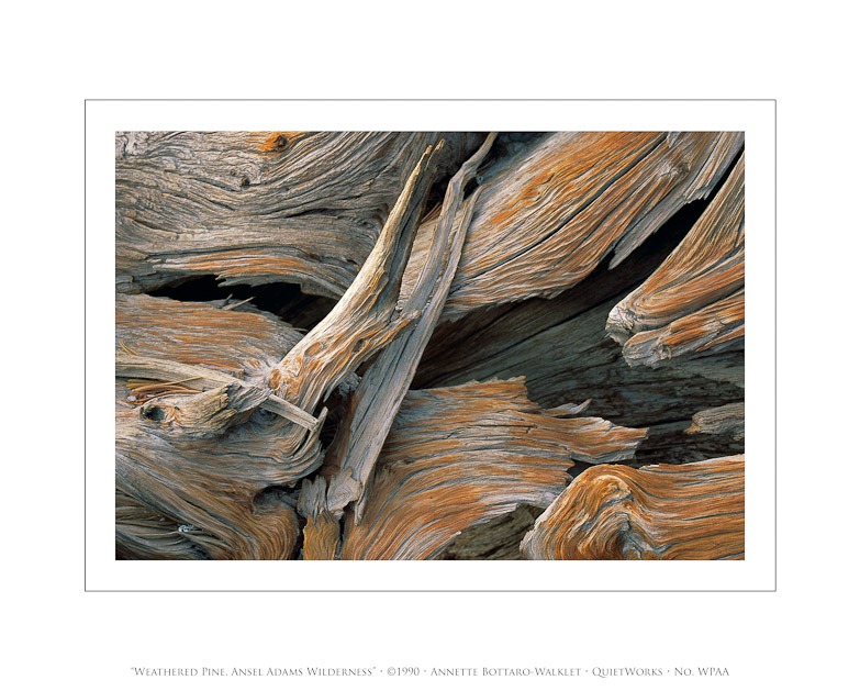 Weathered Pine, Ansel Adams Wilderness, 1990