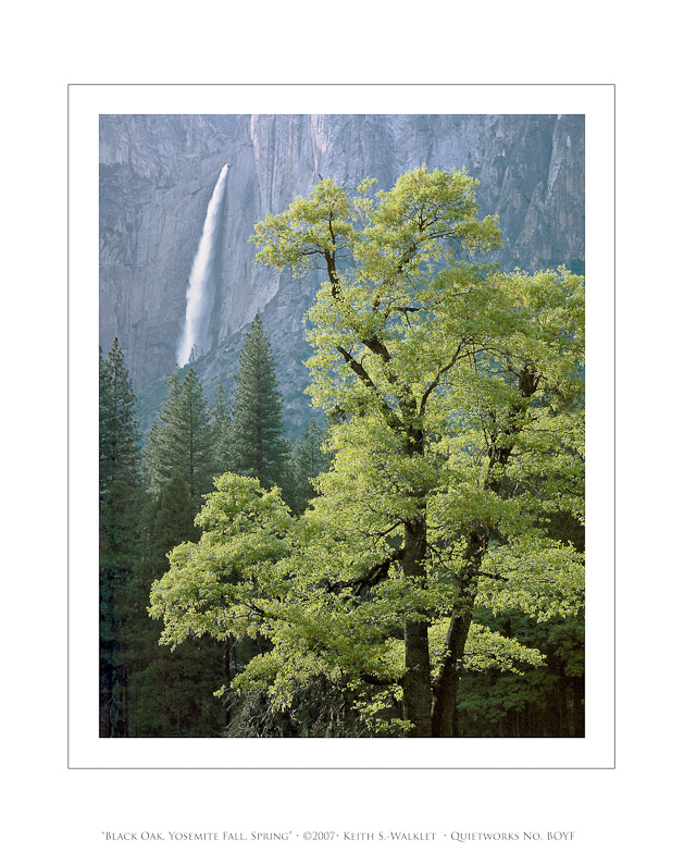 Black Oak, Yosemite Fall, Spring, 2007