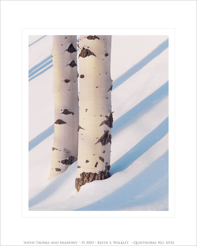 Aspen Trunks and Shadows, 2003