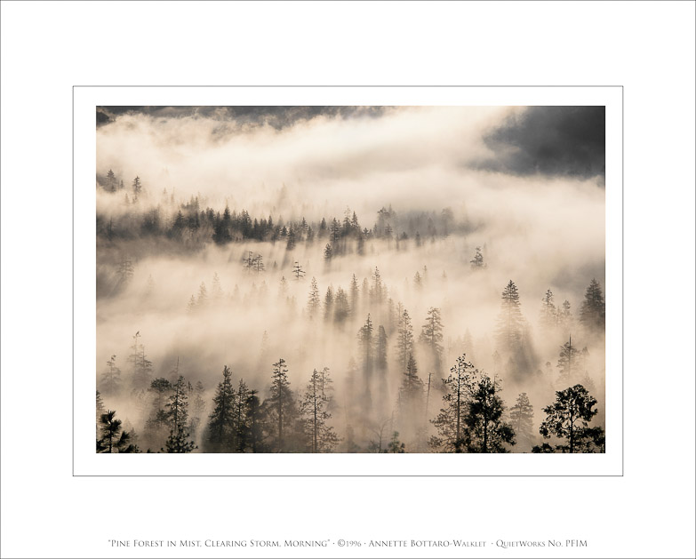 Pine Forest in Mist, Clearing Storm, Morning, 1996