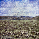 SBNF_1212_SHUPiphoto_6x6