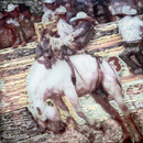 WLBB_1212_SHUPiphoto_6x6